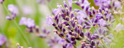 Infusion Series: Lavender Chocolate Truffles